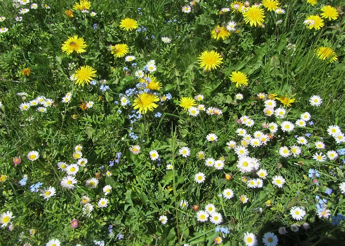 Hannas Alpengruss & Apartmán *